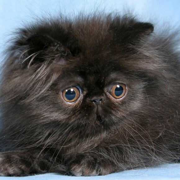 lolas66 - Picture 1 of 1